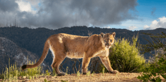 Safeguarding Pets: Wildlife Coexistence Strategies for the Verdugo Mountains