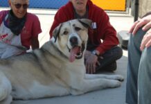 Adoptable Pet of the Week: Astrid