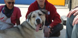 Adoptable Pet of the Week: Astrid