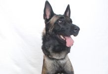 Adoptable Pet of the Week: Zeus