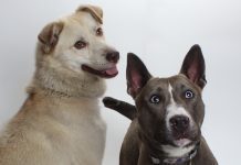 Adoptable Pets of the Week: Salt and Peppa