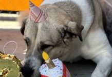 Adoptable Pet of the Week: Astrid