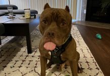 Adoptable Pet of the Week: Knuckles