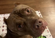 Adoptable Pet of the Week: Knuckles