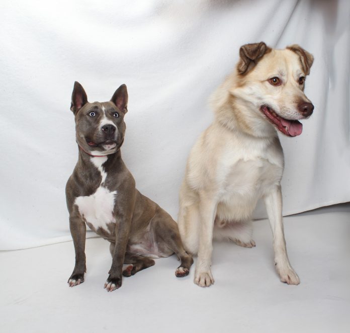 A114807 Pepa A114808 Salt Bonded Fs Mn 5Y 2Y Avail NOW