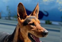 Adoptable Pet of the Week: Arthur