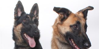 Adoptable Pets of the Week: Mila and Sasha