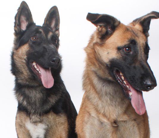 Adoptable Pets of the Week: Mila and Sasha