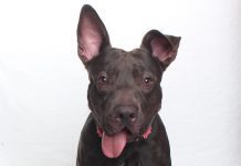 Adoptable Pet of the Week: Mr. Walrus