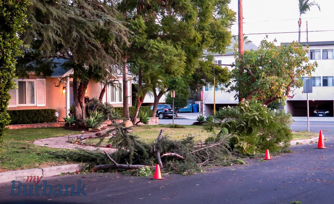 Winds Cause Havoc in Burbank As Trees Are Uprooted, Power Lines Knocked ...