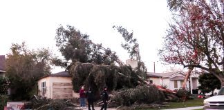 Winds Cause Havoc in Burbank As Trees Are Uprooted, Power Lines Knocked Down