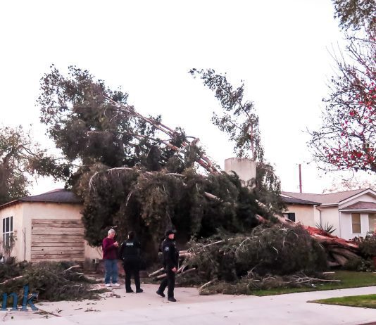 Winds Cause Havoc in Burbank As Trees Are Uprooted, Power Lines Knocked Down
