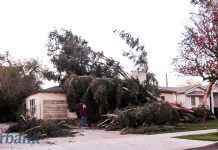 Burbank Makes it Through Hurricane Winds With Minimal Damage