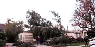 Burbank Makes it Through Hurricane Winds With Minimal Damage