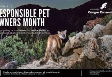 The Cougar Conservancy Shares Safeguarding Tips During February’s Responsible Pet Owners Month