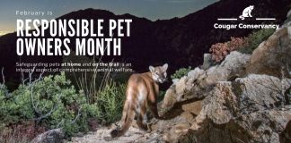 The Cougar Conservancy Shares Safeguarding Tips During February’s Responsible Pet Owners Month