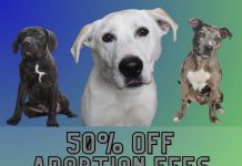 50% Off All Adoptions at the Burbank Animal Shelter