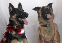Adoptable Pets of the Week: Sasha & Mila