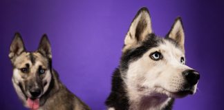 Adoptable Pets of the Week: Boots and Sneakers