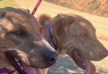 Adoptable Pets of the Week: Lincoln and Lana