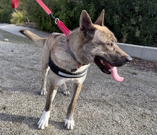 Adoptable Pet of the Week: Tonga