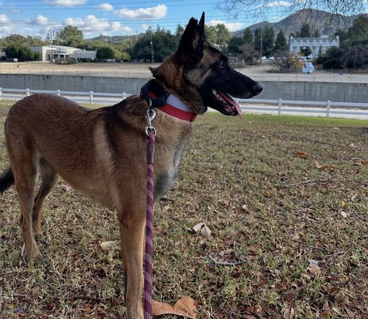 Adoptable Pet of the Week: Valentine, A Diamond in the Rough, Ready to Shine