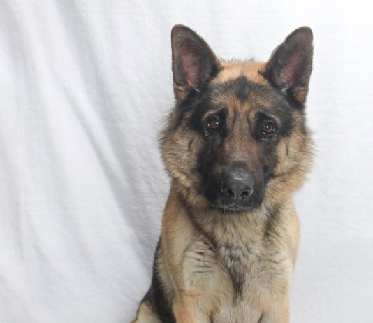 Adoptable Pet of the Week: Tyson