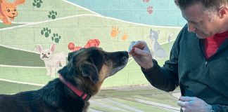 Adoptable Pet of the Week: Lucky