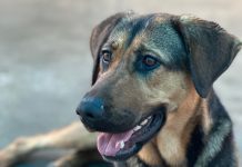 Adoptable Pet of the Week: Masha