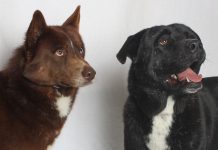 Adoptable Pets of the Week: Ziggy and Costello