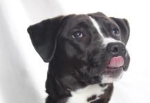 Adoptable Pet of the Week: Little Lady