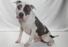 Adoptable Pet of the Week: Bucky