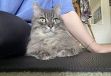 Adoptable Pet of The Week: Summer