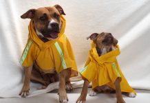 Adoptable Pets of the Week: Princess and Pea