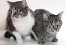 Adoptable Pet of the Week: Ratchet and Clank