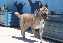 Adoptable Pet of the Week: Tonga
