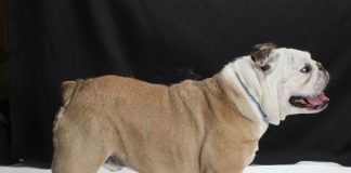 Adoptable Pet of the Week: Yogi