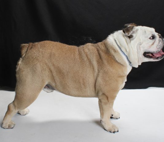 Adoptable Pet of the Week: Yogi