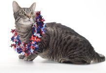 Adoptable Pet of the Week: XYX