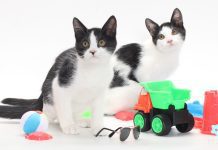 Adoptable Pets of the Week: Zig and Zag