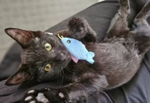 Adoptable Pet of the Week: Bella