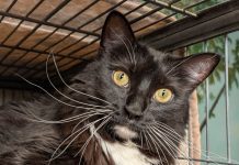 Adoptable Pet of the Week: Willow