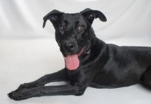 Adoptable Pet of the Week: Petunia
