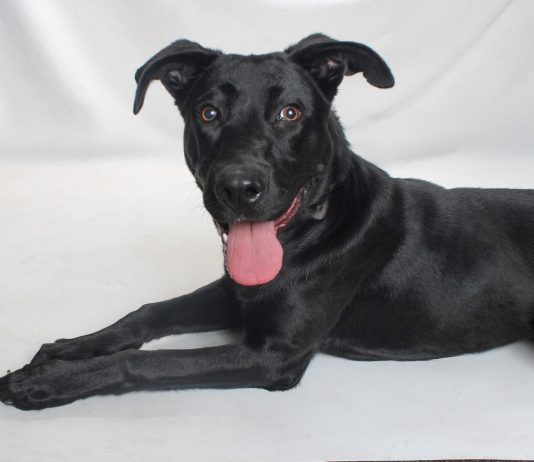 Adoptable Pet of the Week: Petunia