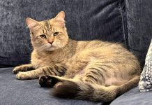 Adoptable Pet of the Week: Floofy