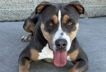 Adoptable Pet of the Week: Mamas