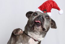 Adoptable Pet of the Week: Loralei
