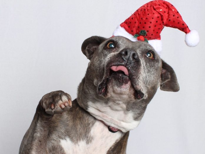 A134630 Loralie Fs Pitbull Mix 8Y Avail NOW (7)