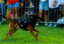 Burbank Police Identify Man Accussed of Killing K-9 “Spike”