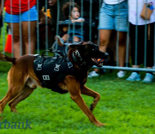 Burbank Police Identify Man Accussed of Killing K-9 “Spike”